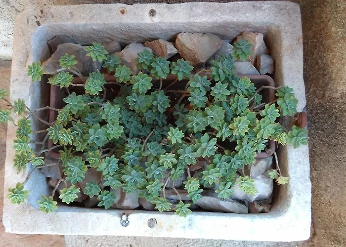 Appartement Mistral Kaprije